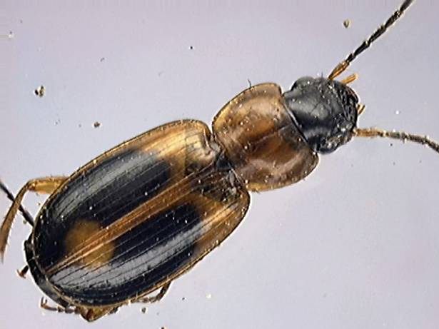 Badister bipustulatus